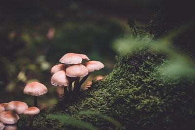 mushroom gummies